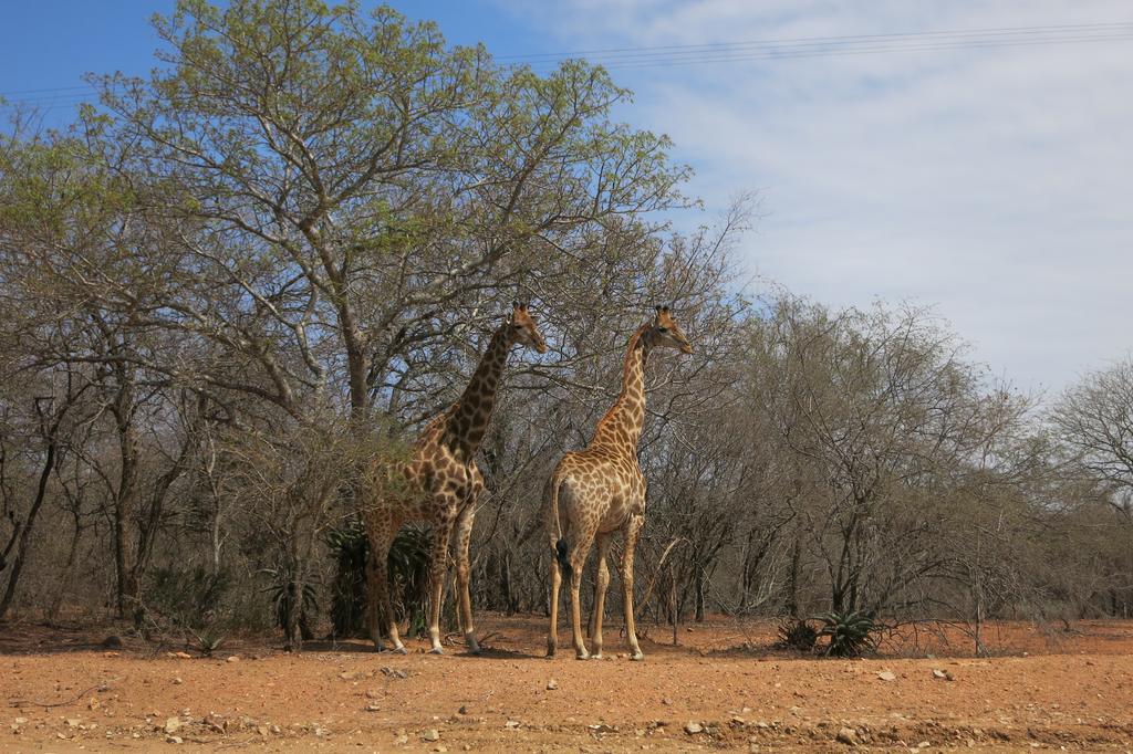 Treetops Marloth Park Eksteriør billede