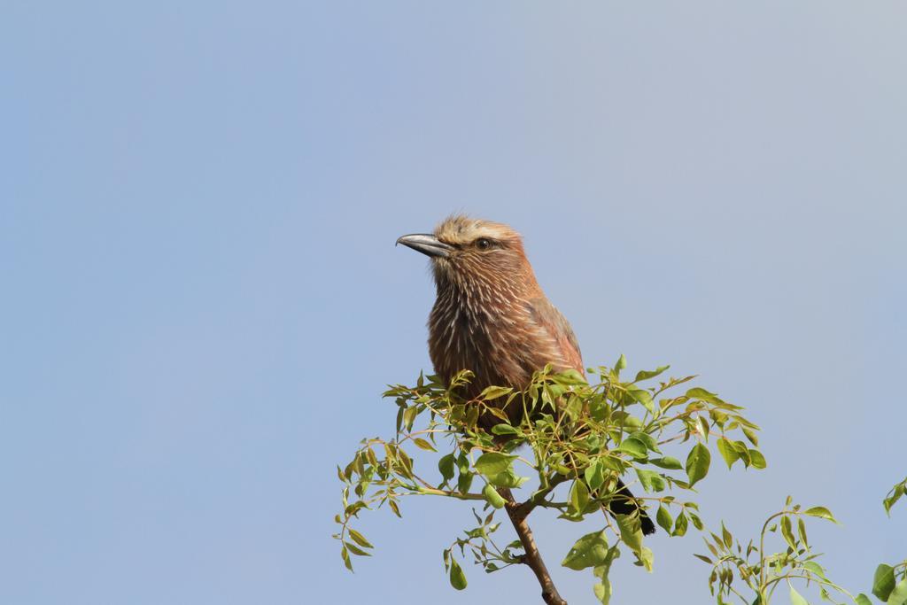 Treetops Marloth Park Eksteriør billede